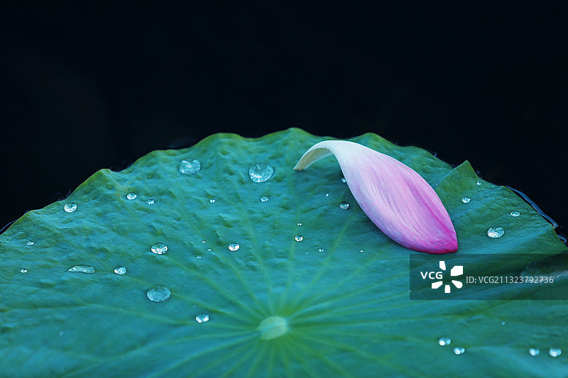 荷花与荷叶,自然美,中国文化图片素材