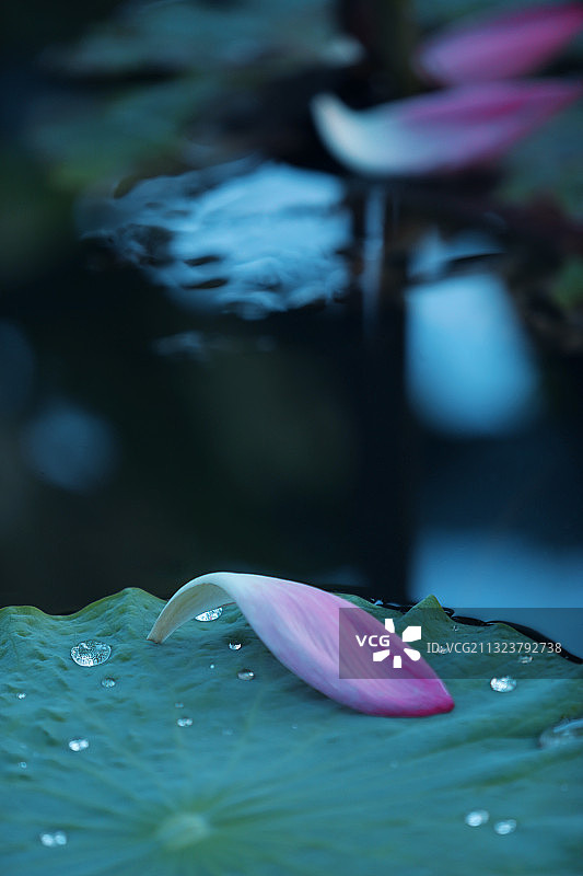 荷花与荷叶,自然美,中国文化图片素材