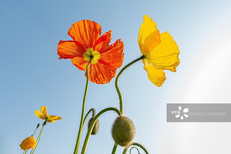 虞美人花低角度纯色背景特写图片素材