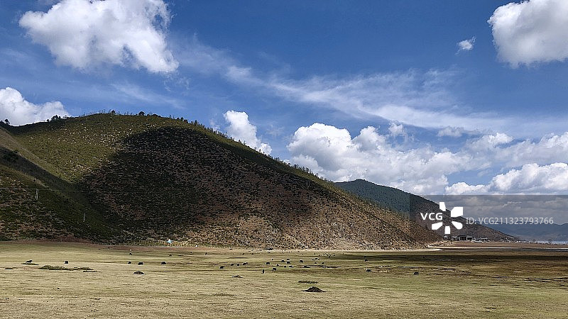 放牧于纳帕海图片素材