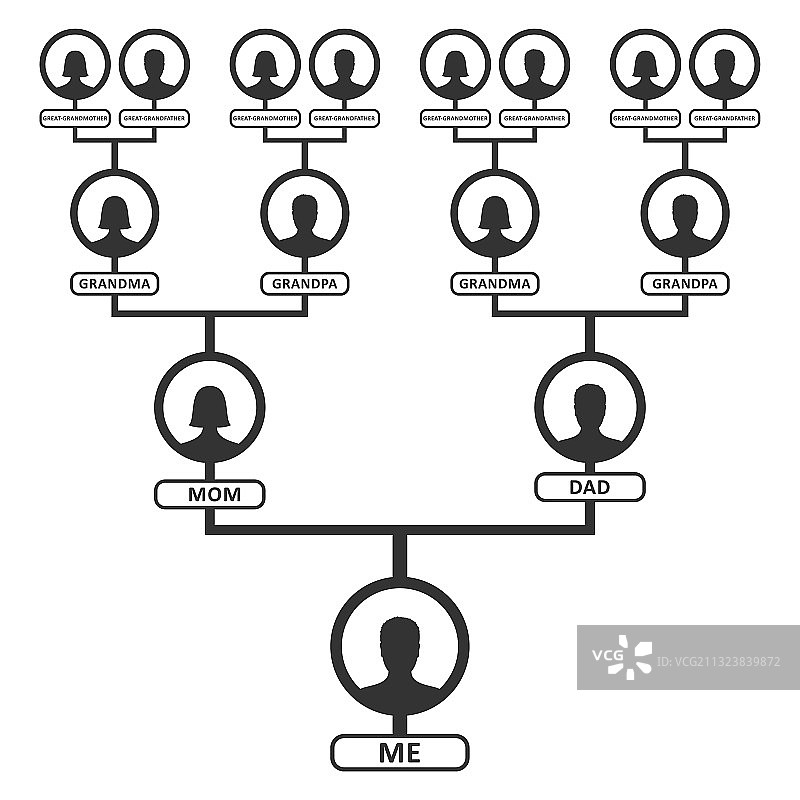 家族树谱系图或家谱图表模板图片素材