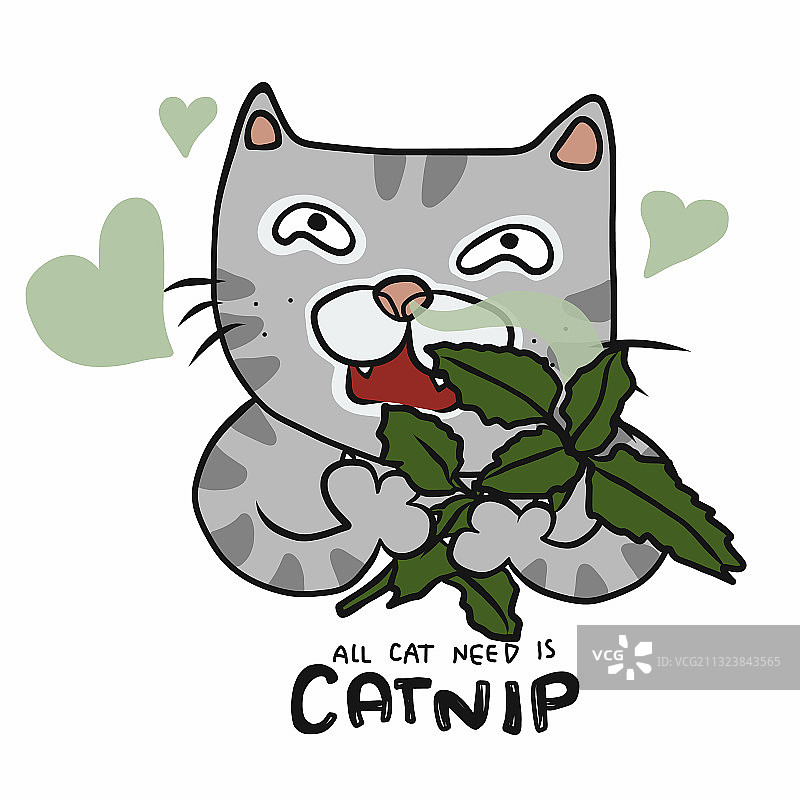 猫咪闻着猫薄荷，需要猫薄荷图片素材