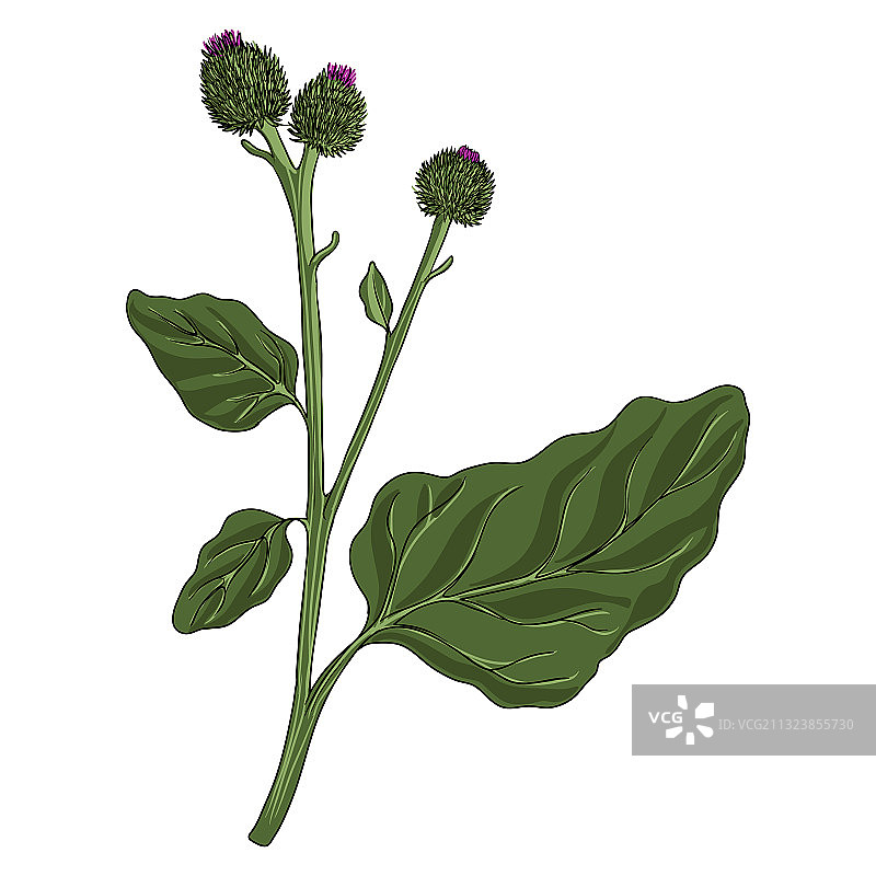 手绘牛蒡图片素材