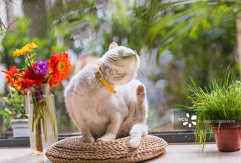 花园家猫挠痒痒图片素材