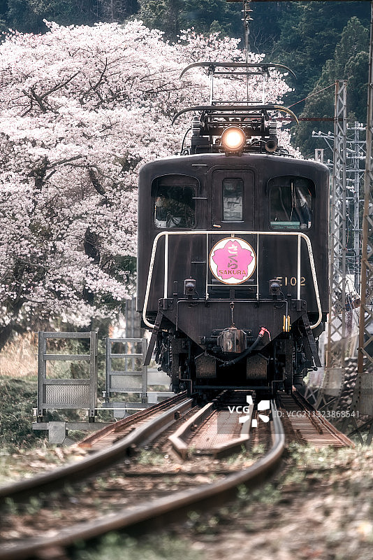 樱花号观光列车图片素材