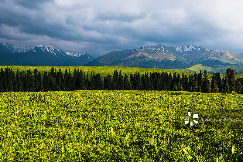 新疆--伊犁-尼勒克县-唐布拉大草原图片素材