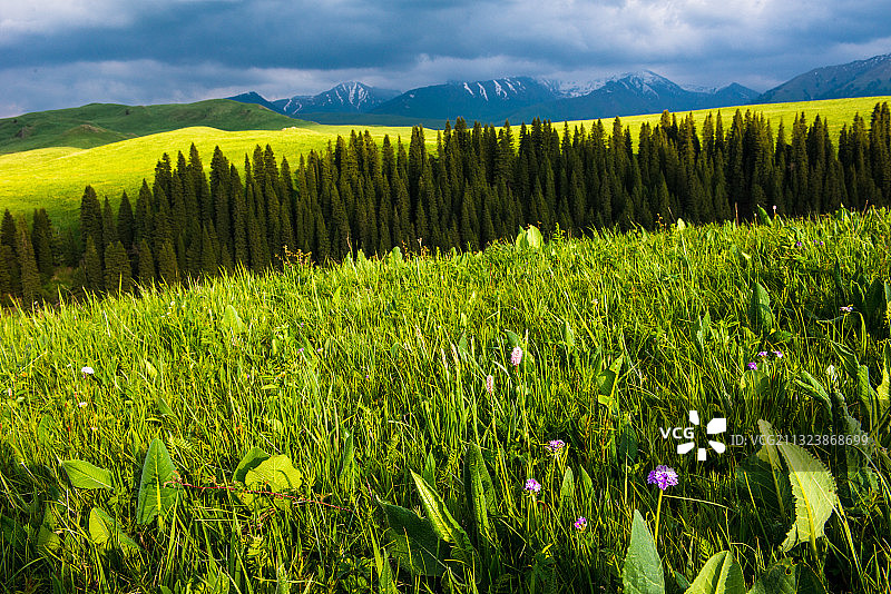 新疆--伊犁-尼勒克县-唐布拉大草原图片素材