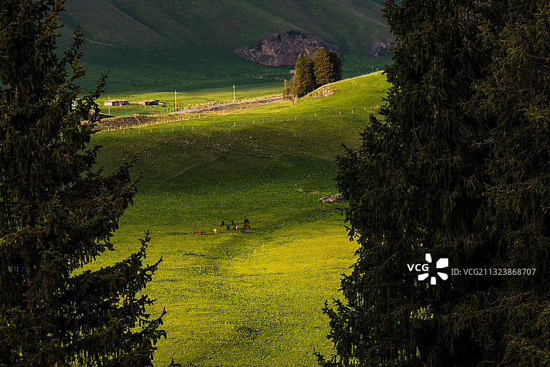 新疆--伊犁-尼勒克县-唐布拉大草原图片素材