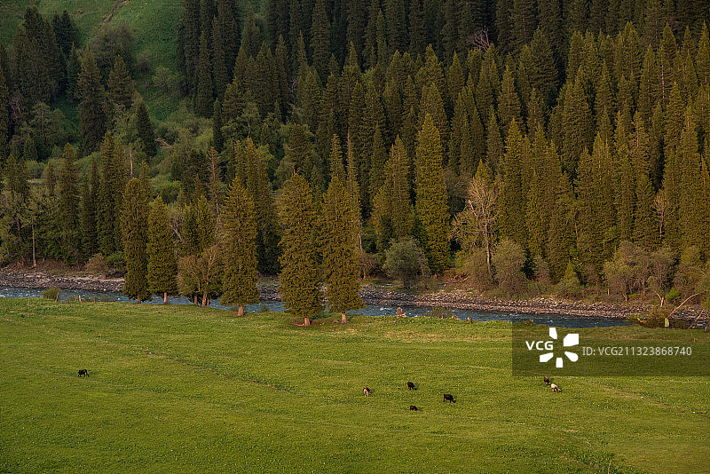 新疆--伊犁-尼勒克县-唐布拉大草原图片素材