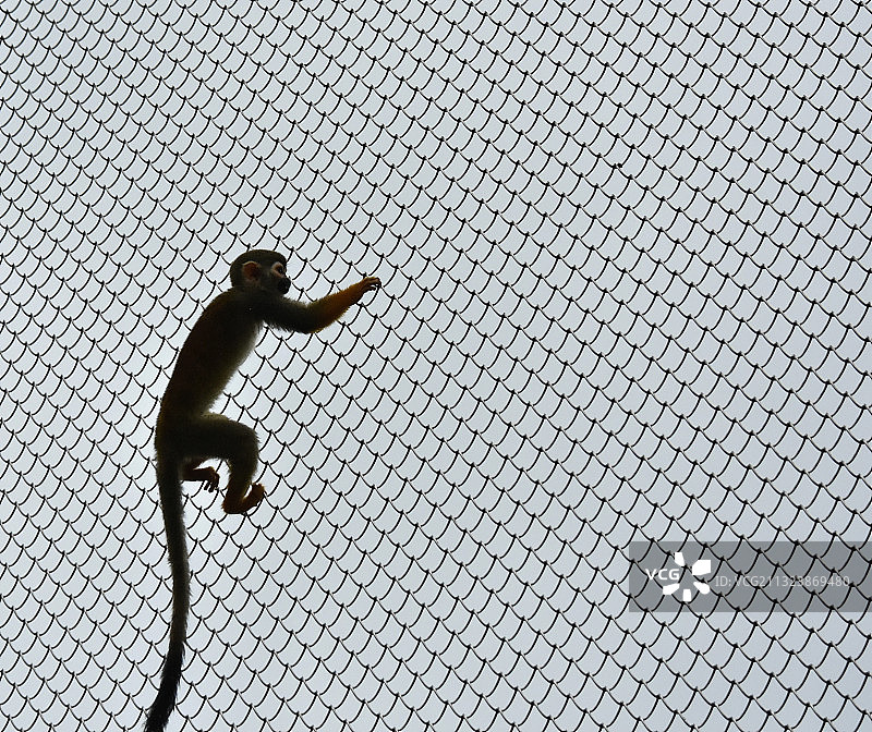 重庆市永川区野生动物世界内的动物图片素材