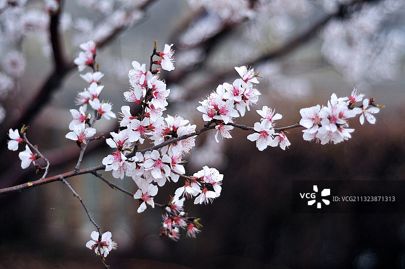 Early Spring图片素材