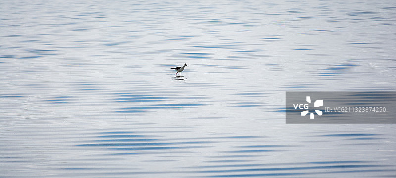 湿地与鸟图片素材