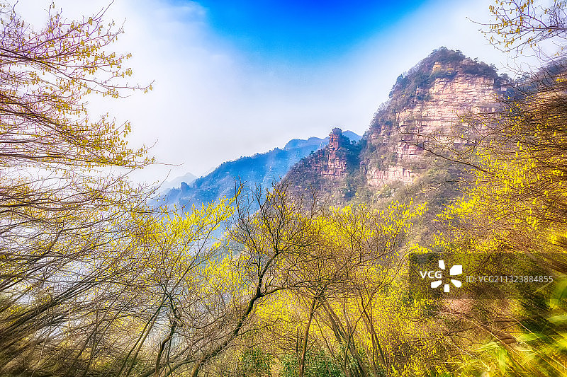 檫木花丛中的神鹰山图片素材