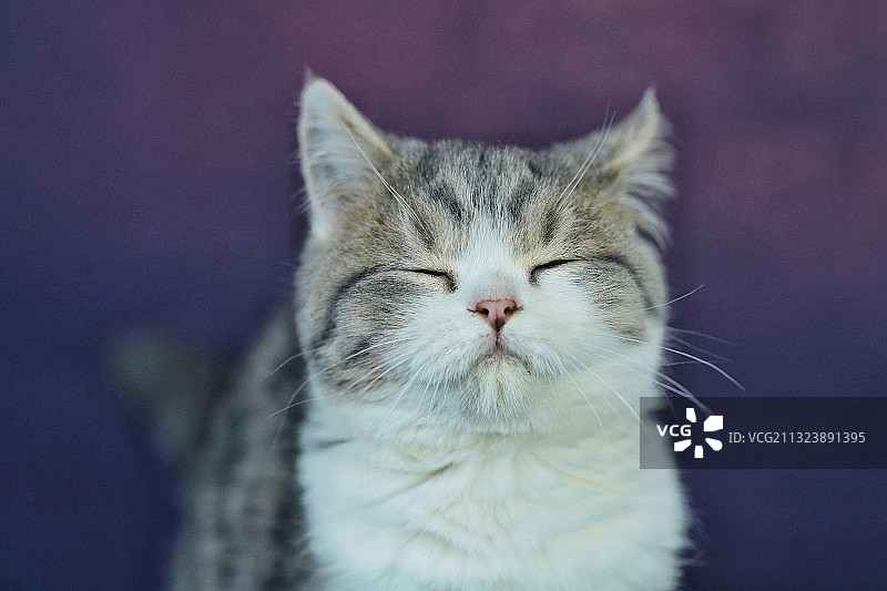 呆萌的猫图片素材