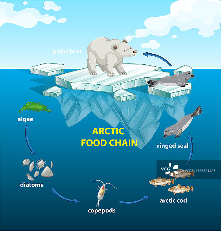 北极食物链圆形图案图片素材