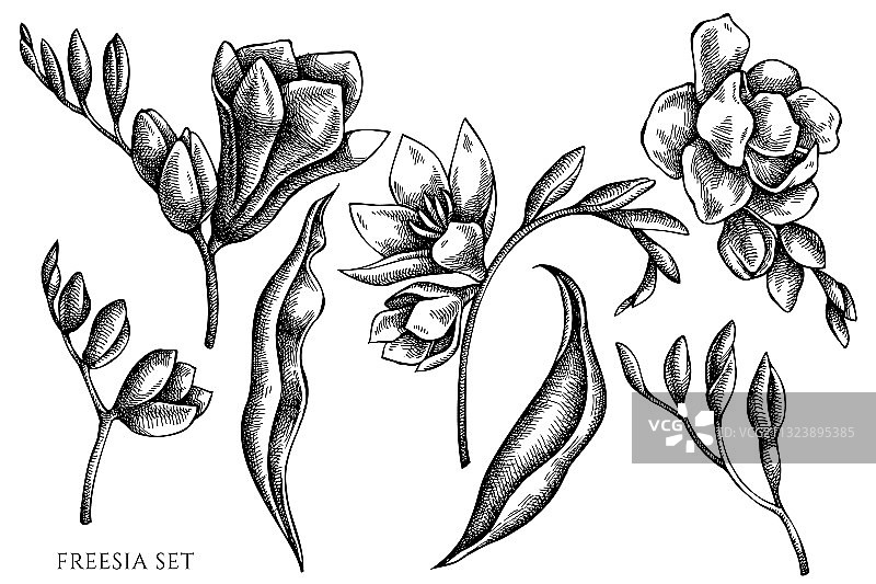 手绘黑白小苍兰套装图片素材