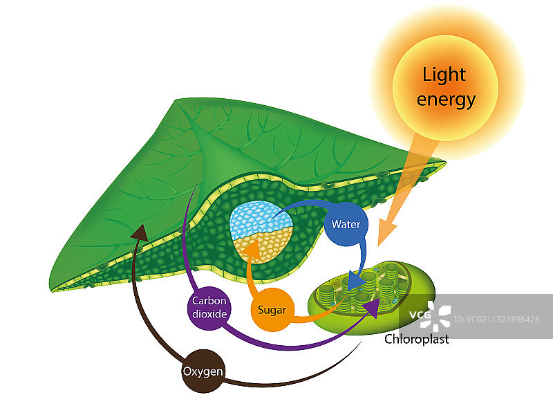 植物光合作用过程结构图片素材