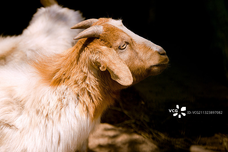 崇明的山羊图片素材