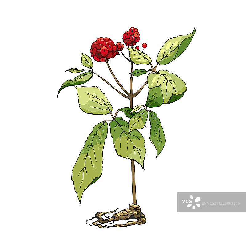 人参根和叶子发芽图片素材