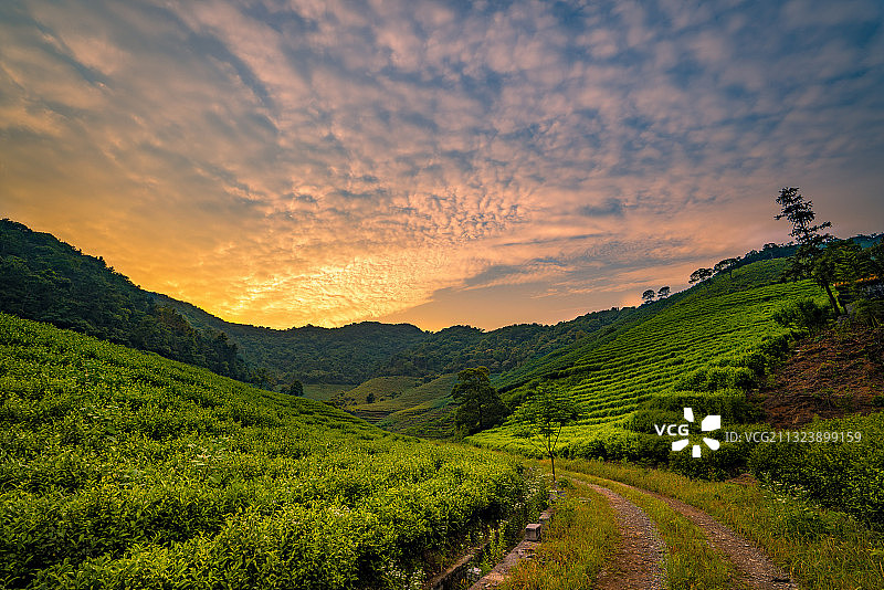 云湖茶博园景区 无锡图片素材