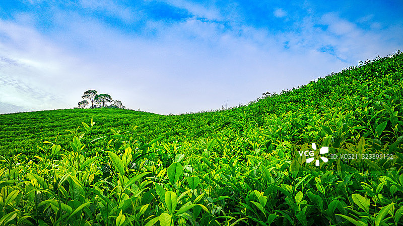 云湖茶博园景区 无锡图片素材
