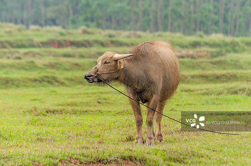 水牛图片素材
