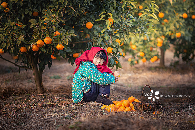 戴红色头巾的小女孩在桔子园摘桔子图片素材