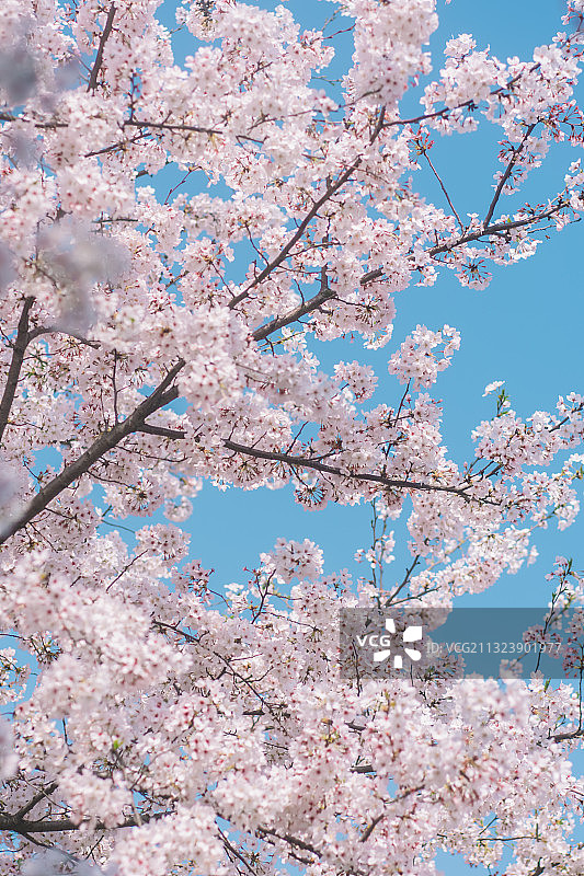 春日染尽吉野樱花特写图片素材