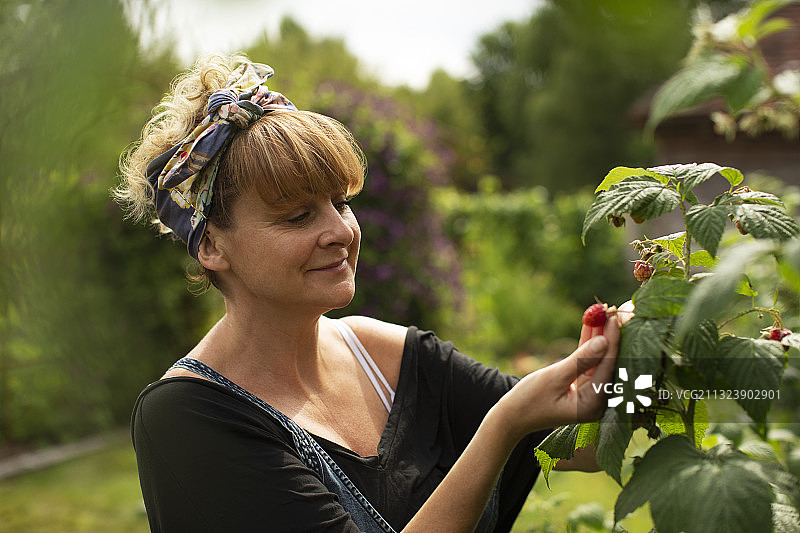 夏季花园里，女子检查植物上生长的覆盆子图片素材