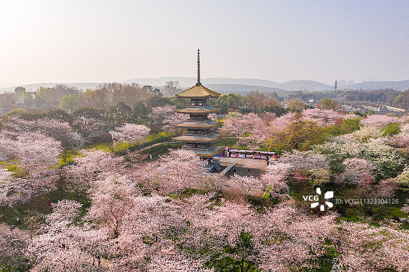 武汉市东湖风景区樱花园图片素材