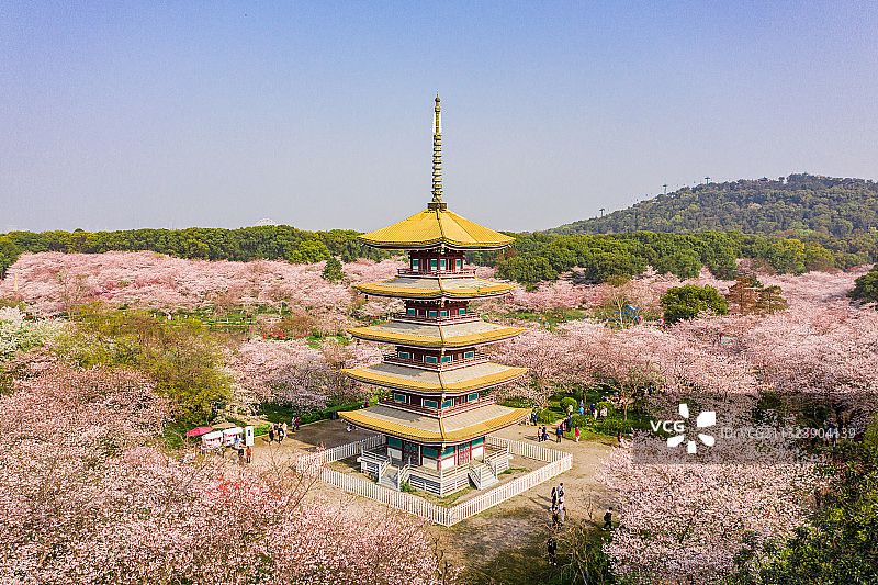 武汉市东湖风景区樱花园图片素材