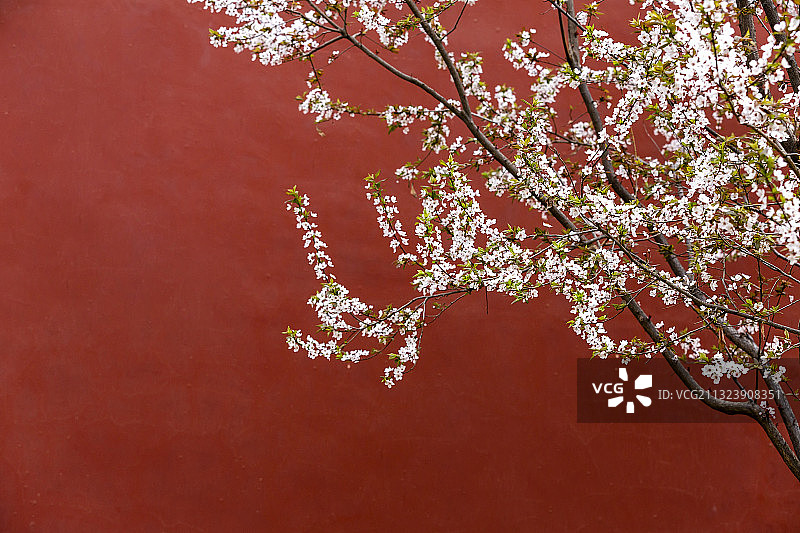 北京故宫的花开了图片素材