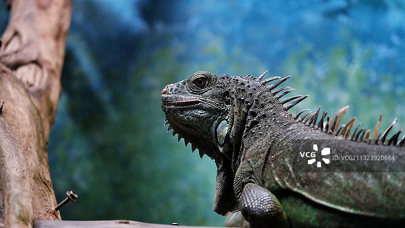 20201019_北京動物園_西城區_北京市图片素材