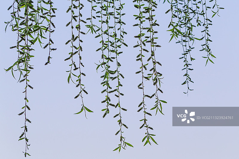 春天的柳树枝条图片素材