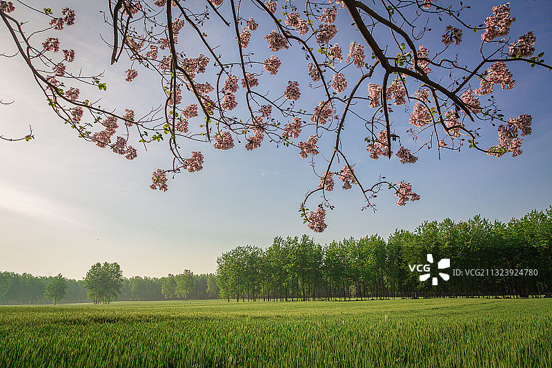泡桐花开图片素材