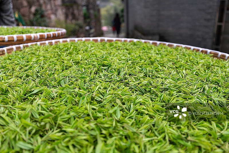 龙井茶叶图片素材