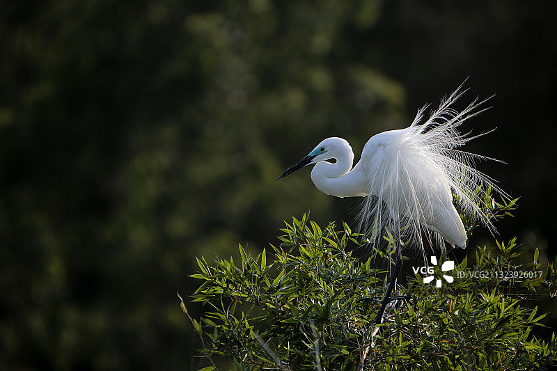 大白鹭图片素材