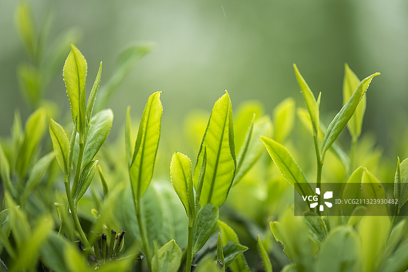 嫩绿的茶叶图片素材