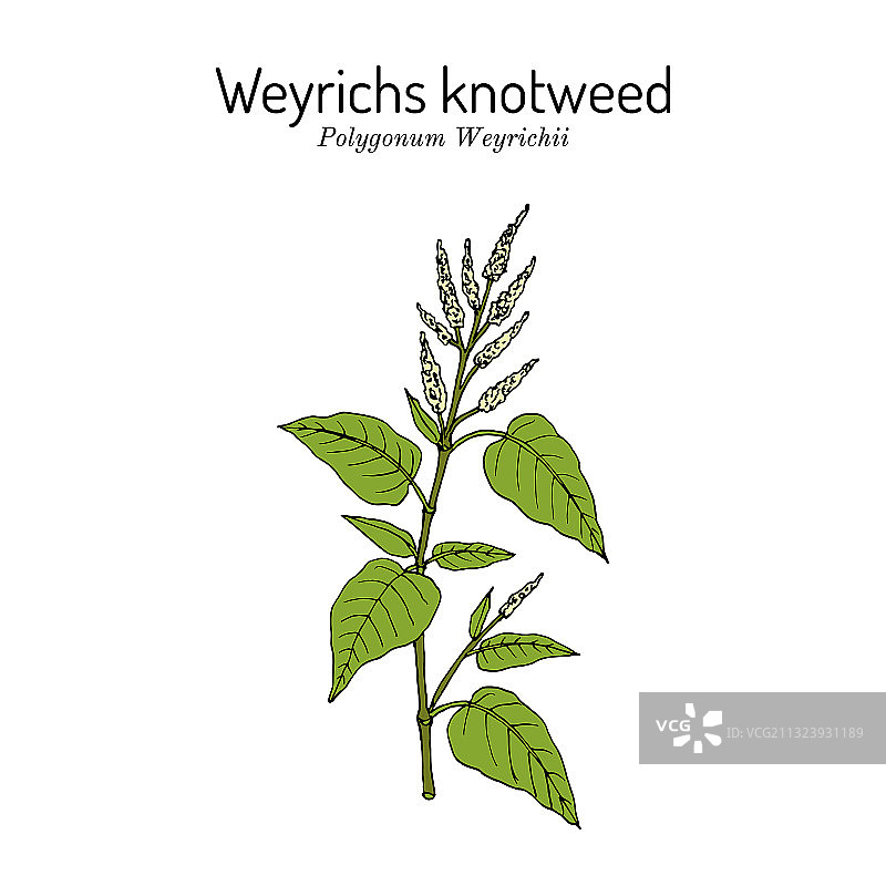 中国蓼图片素材