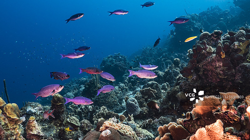 女子在海中游泳图片素材