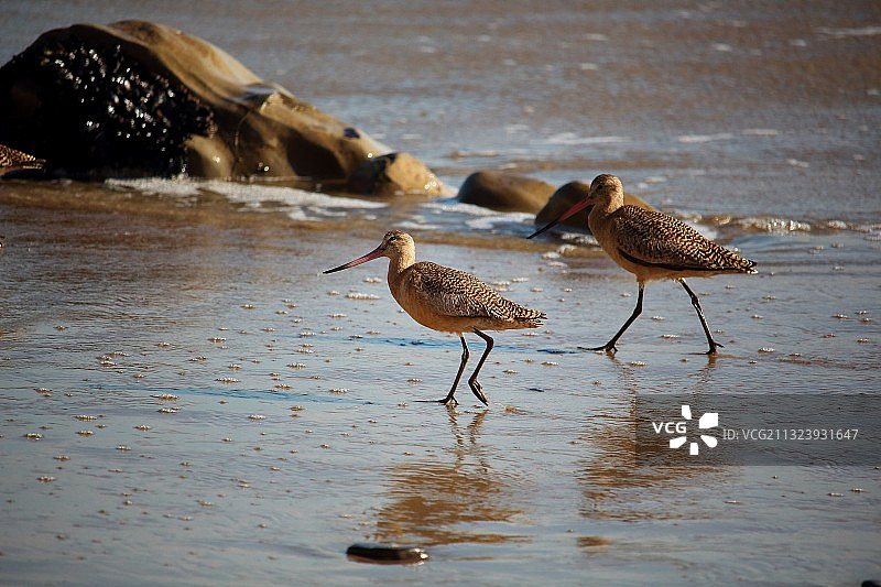鸟类栖息在海滩岸边特写，美国加利福尼亚州图片素材