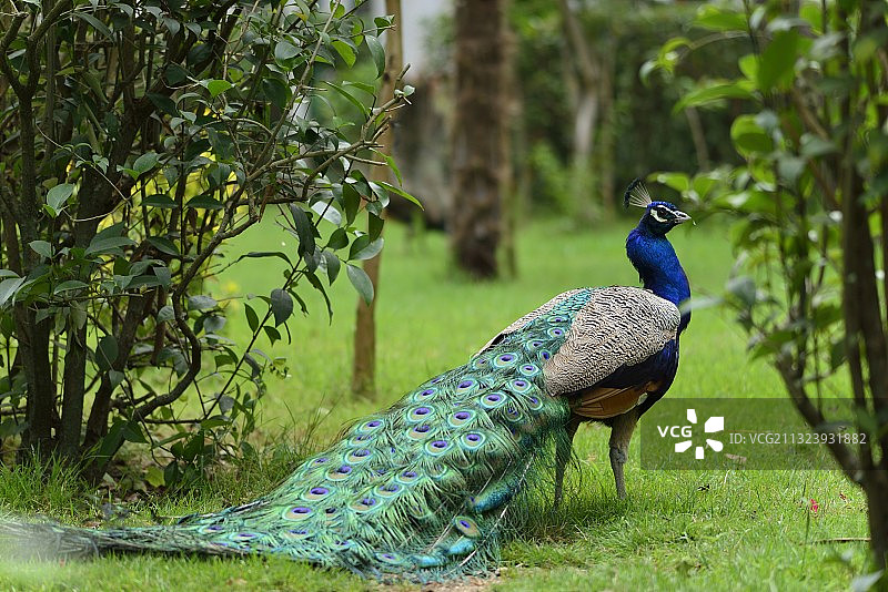 栖息在草地上的孔雀特写，土耳其布尔萨图片素材