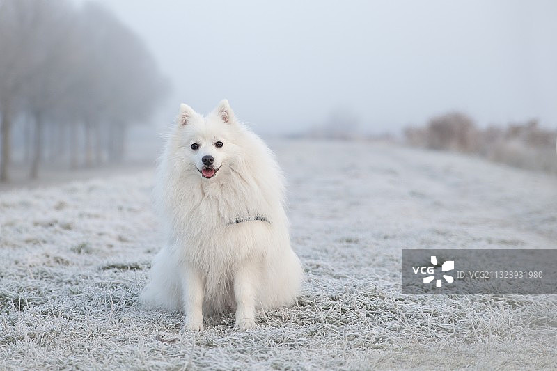 博美犬站在白雪覆盖的田野上的照片图片素材