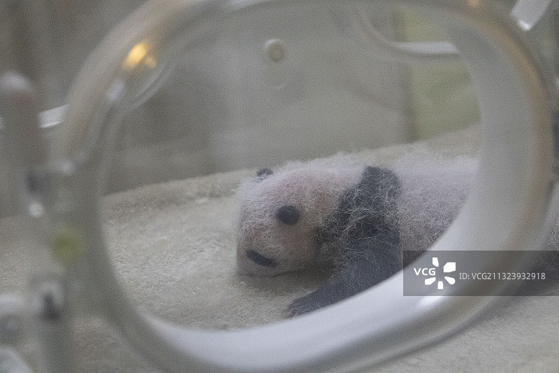 大熊猫月亮产房图片素材