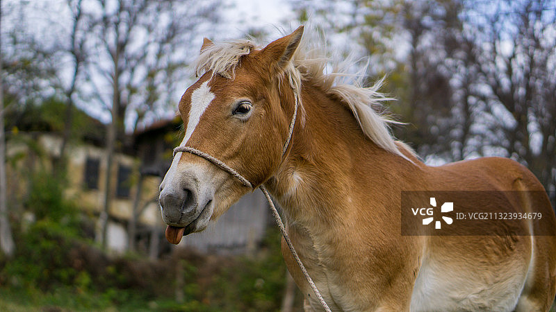 特写：树林里的小马图片素材
