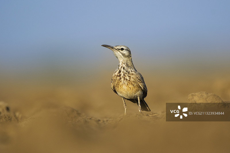 栖息在沙子上的鸣百灵特写图片素材