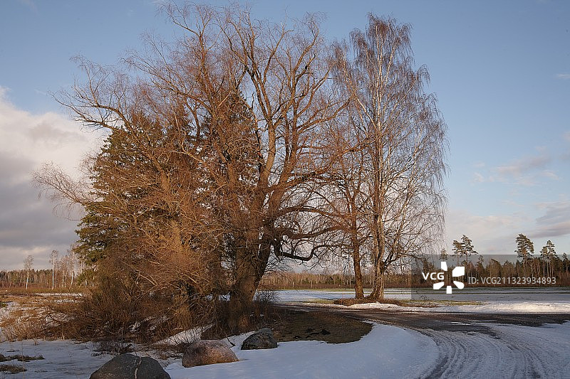 白雪覆盖的田野上的树木映衬着天空图片素材
