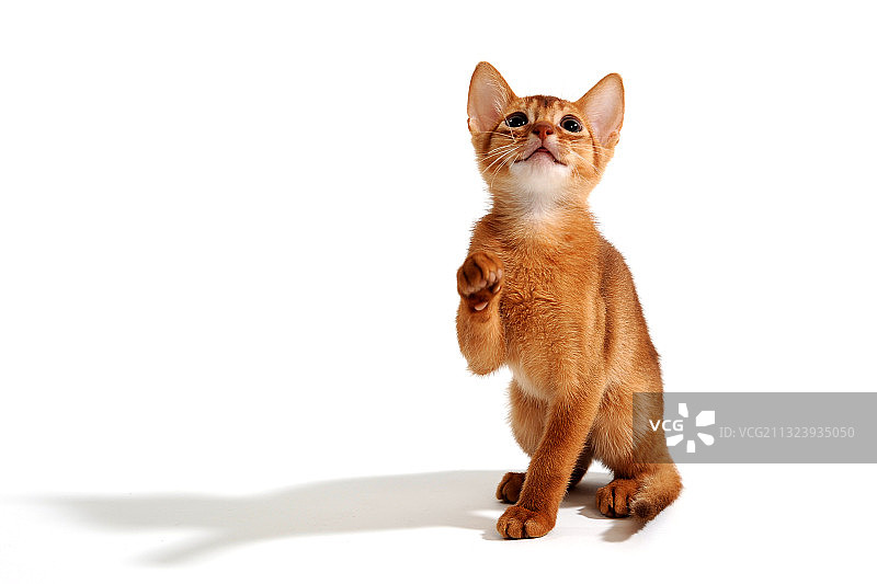 阿比西尼亚姜色猫咪坐在白色背景上抬起爪子图片素材