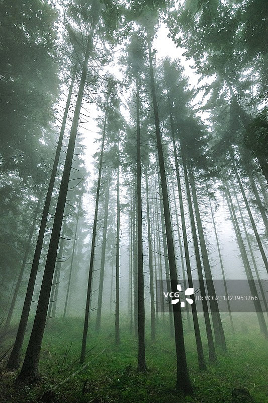 森林中树木的低角度景观，匈牙利赫维什图片素材