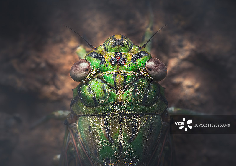 叶子上的昆虫特写，菲律宾赞巴莱斯图片素材